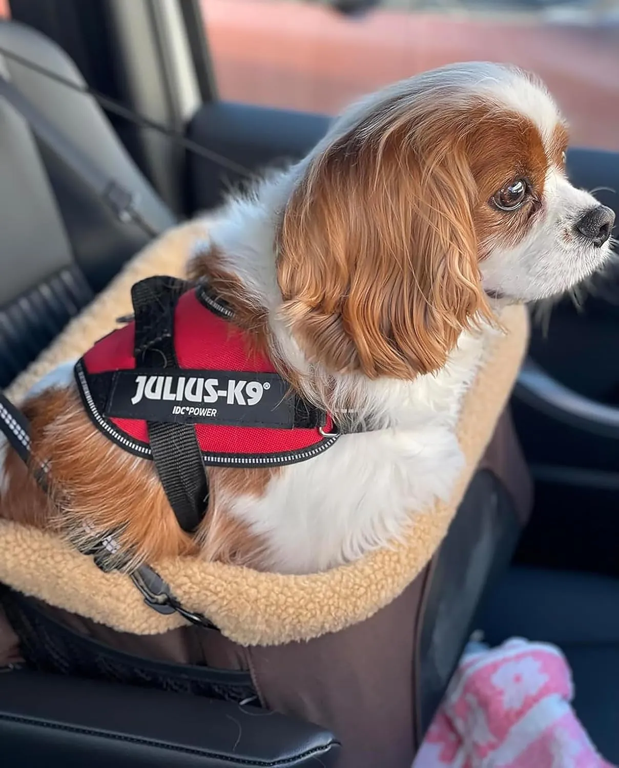 Booster Dog Low-priced Car Seat&Carrier. Effortless