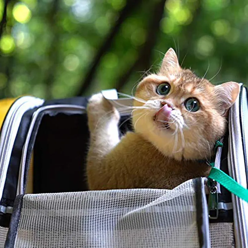 Breathable Travel Small Dog Backpack