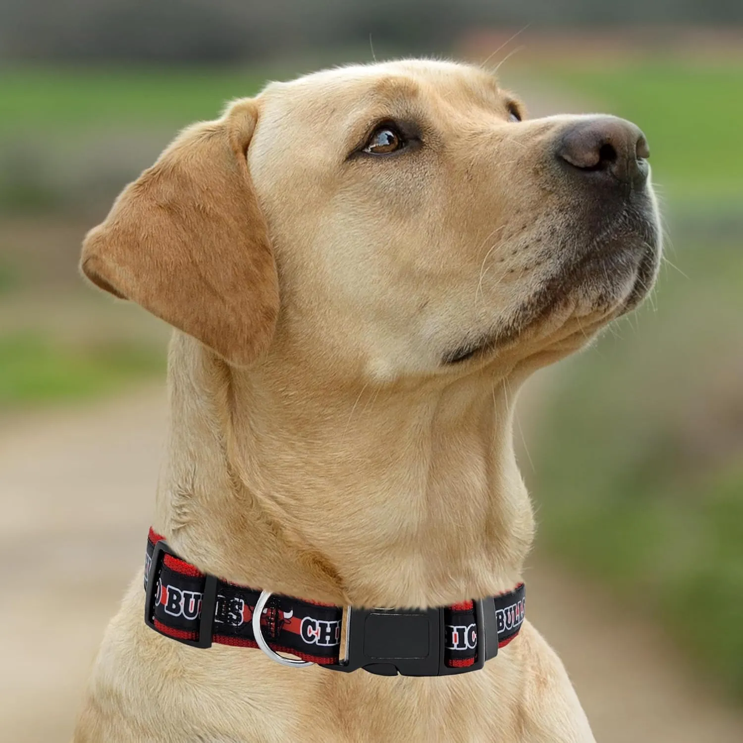 Pets First NBA Chicago Bulls Dog Collar, Size Large, Basketball Team Collar for Dogs & Cats. Licensed by The NBA, New & Improved Design