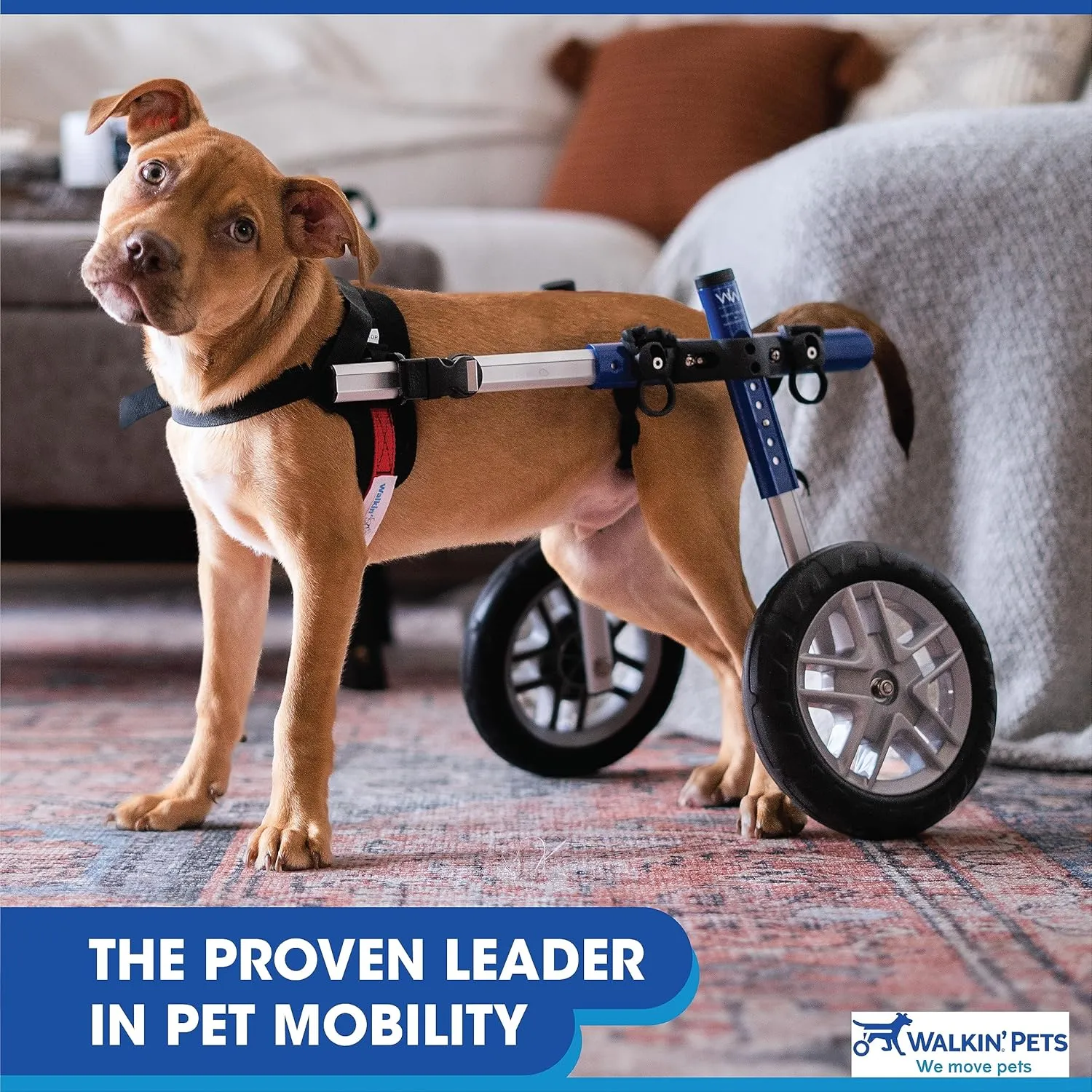Walkin' Wheels Small Dog Wheelchair, Lightweight Dog Wheelchair for Back Legs, 15-25 lbs, for 9-11 inches Leg Height - Blue